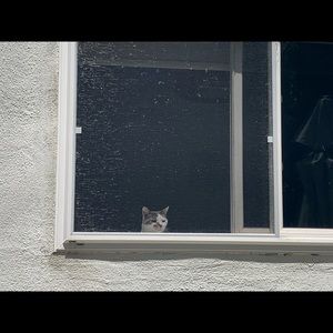 Meet your Posher, Iris